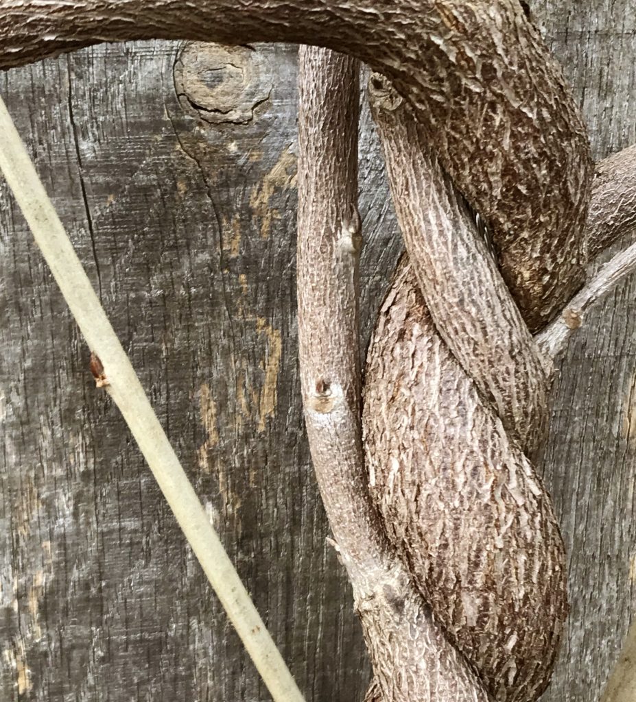 Entwined in our collective survival