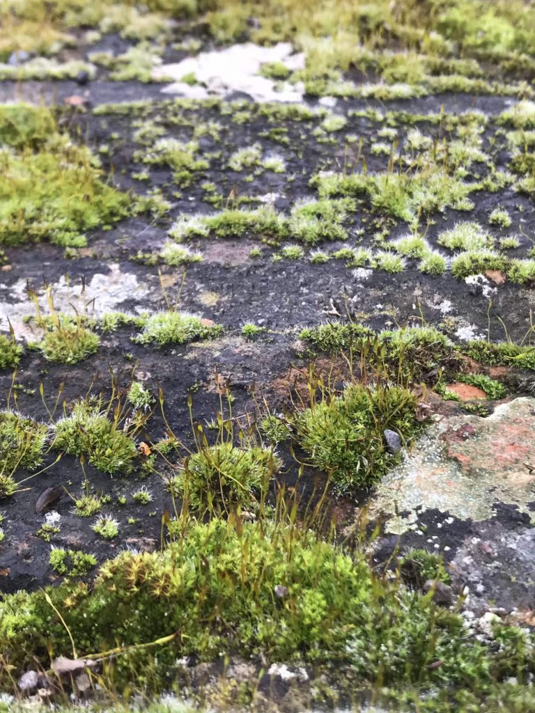 Into the Wild