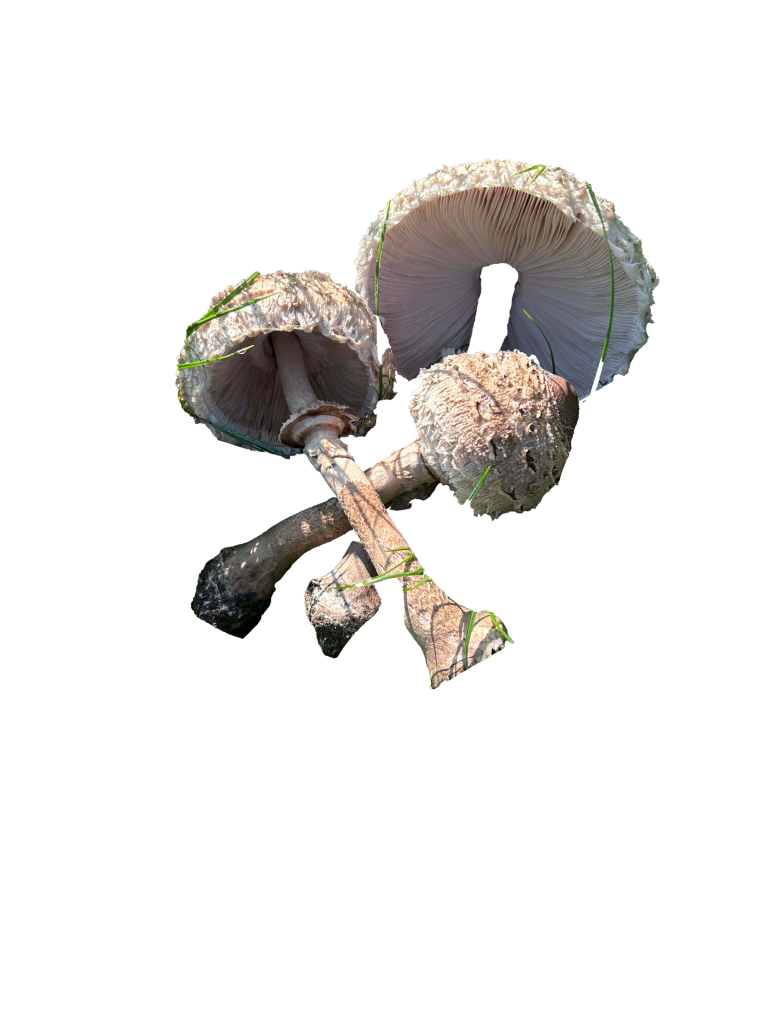 Resources